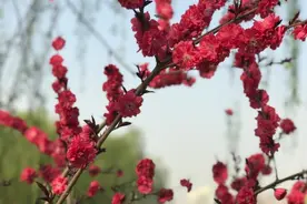 诗歌是憋出来的图片