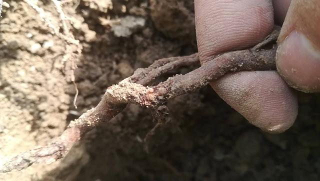 猕猴桃缺铁白化严重，补充铁肥料效果差，果农如何处理才好？