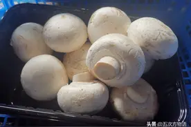 菜市场菌类大汇总图片