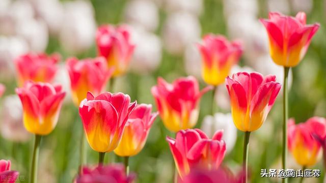 常见的氨基酸有十几种，在植物中的用法你知道吗？