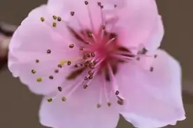 各地果树陆续进入花期，如何采集制作花粉？图片