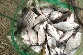 直接黑漂都不中鱼？按我这样调整，鱼再“狡猾”也得入护图片