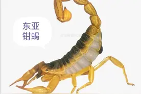 中药古今研究：全蝎图片