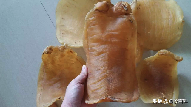 鱼胶在哪买比较可靠 鱼胶在哪买比较可靠的