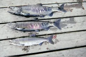 大马哈鱼之争：中国吃60年“哑巴亏”，俄罗斯独享“蛋糕”？图片