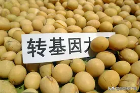 “转基因大豆”和“非转基因大豆”有啥区别？营养差别大，别挑错图片
