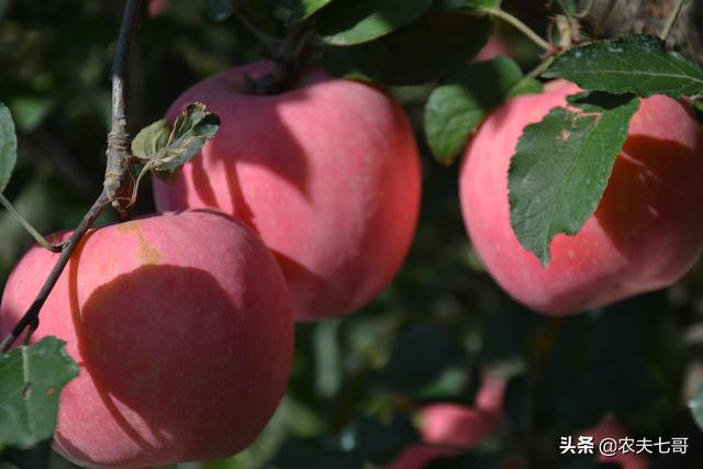 施肥伤根不如不施，怎样施肥会伤根？做好预防是关键