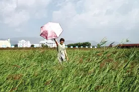 乌兰察布岱海水面一直缩减，大片水域变成了芦苇滩！图片