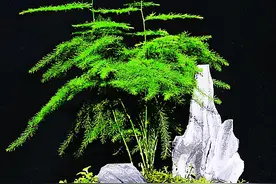 5种花“长太高”就得剪，长得“矮胖”变盆景，价值更高图片
