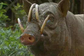 野猪这个位置长出獠牙，刺入脑袋戳死自己，网友：真的好蠢呀视频封面