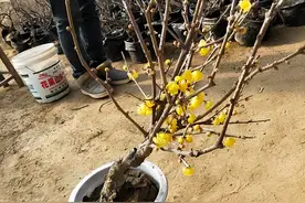 腊梅怎么养，这些方法用着真方便图片