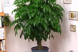 养在室内的幸福树严重落叶，真正原因有2个，趁早调整还有救图片