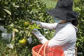 早熟优势没了？去年4个省份出现滞销，如今一斤9毛钱，没得谈价图片
