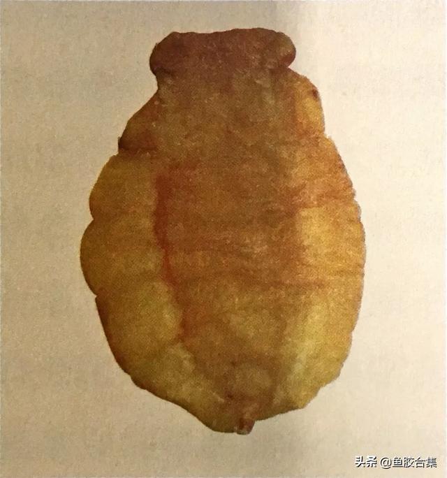 赤嘴鳘鱼胶功效作用 2026年赤嘴鳘鱼胶是什么鱼 赤嘴鳘鱼胶功效作用 2026年赤嘴鳘鱼胶是什么鱼