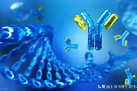 抗体的产生是如何调节的，一次只有一个细胞图片