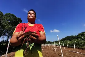 百香果不开花，别人想到药物催花，美眉果农说我靠专家图片