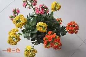 学会嫁接长寿花，玉树做砧木，30天伤口愈合，一棵开出3色花图片