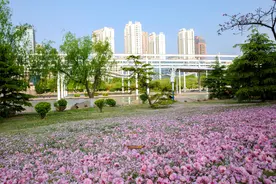 樱花飘落大地，看一眼你就眼含热泪，这样的风景真“残酷”图片