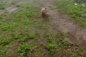 女子深山里偶遇流浪狗，为求收留跟随10公里，收养后被可爱到了图片