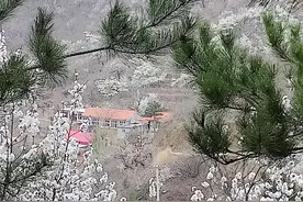 几度风雨几度春，青松岭上杏花今又芳图片