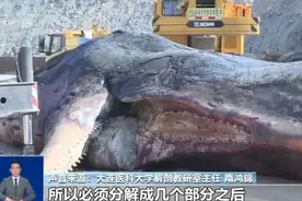 渤海首现搁浅抹香鲸：长近18米重近40吨 尸体将被塑化成标本图片