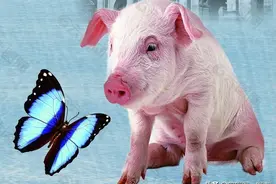中国十二生肖的由来——猪图片