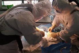 同济医院中法新城院区完成三例重症新冠肺炎患者气管切开手术图片