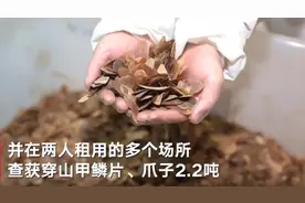 一团伙由越南走私穿山甲鳞片、爪子被海关抓获，涉案穿山甲鳞片、爪子近8吨 涉案嫌疑人已被捕图片
