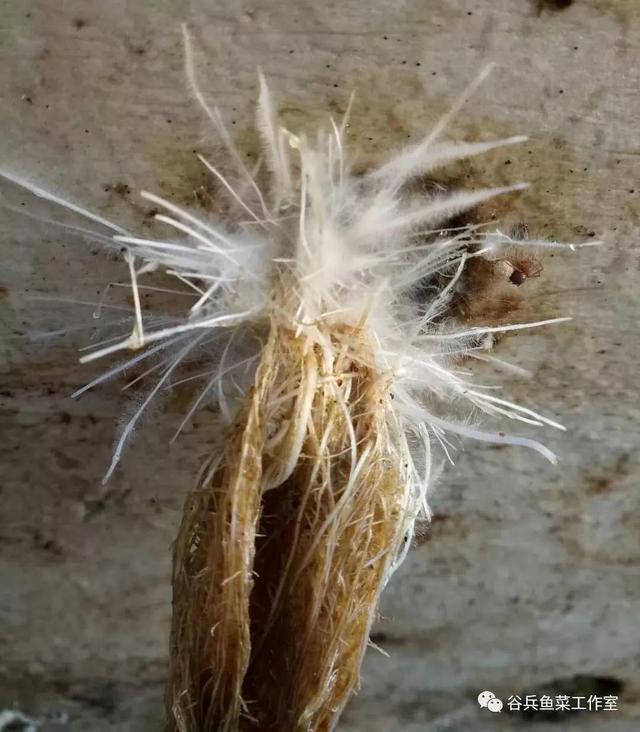 鱼菜共生植物缺素新认知 汇总