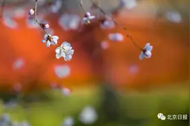 花开燕归来，赤子平安还 | 今日春分图片