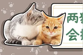 多猫家庭，遇到猫咪打架该怎么办？图片