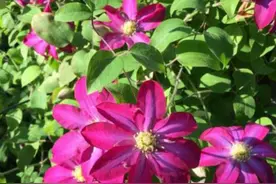 铁线莲初春这样养，花芽叶芽一起长，营造春夏秋美美的“小花园”图片