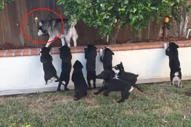 二哈把拉布拉多“祸祸”了，生了8只奶狗，结果它却不认账图片