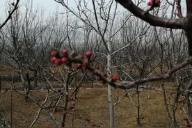 春天在哪里呀，春天在哪里，春天在那美丽的小山里图片