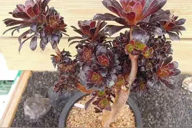 黑法师容易木质化，夏天做好这几点，枝干粗壮像小树图片