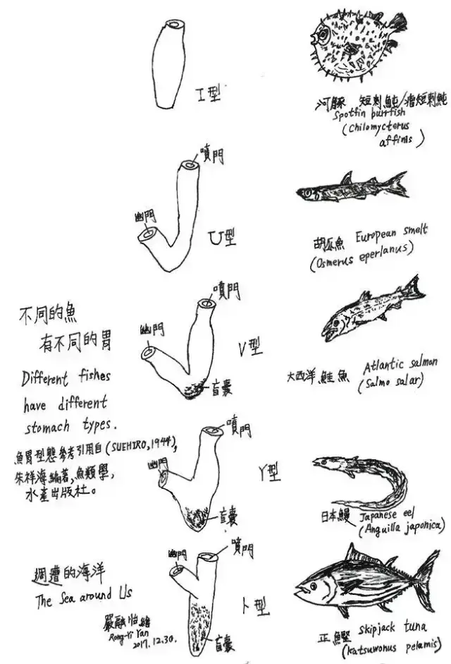 鱼鳞由什么组成