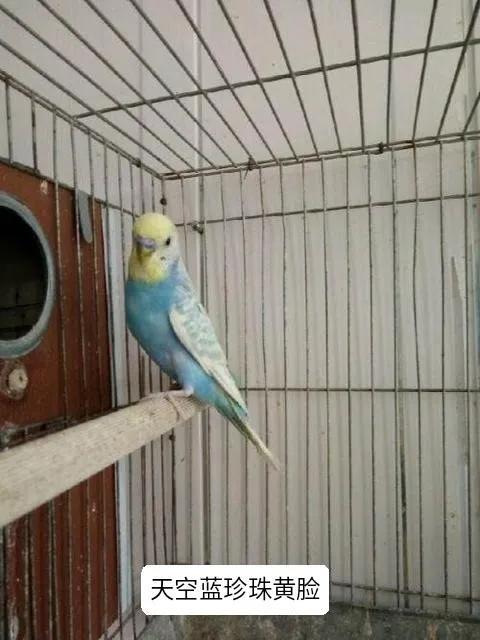黄绿鱼鳞鹦鹉