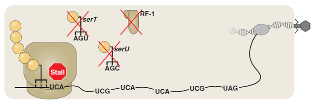 上帝之手！改写遗传密码，在蛋白质中加入新的非天然氨基酸