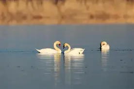 一年称情人、三年称知己、四年称亲人、五年称回忆、二十年称什么图片