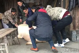 年关将至，家里又到了杀年猪的季节，也就意味着要回家过年团圆了图片