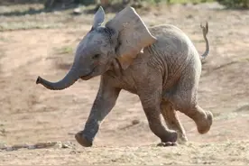 站在食物链顶端的人类，为什么相比其它动物，人类幼崽是最弱的？图片