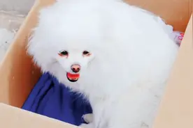 辽宁：漂亮博美被抛弃，狗狗：痊愈后我依旧美丽，可是主人你在哪图片