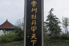 曹州牡丹甲天下图片