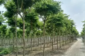 为什么黄花梨现在这么便宜图片