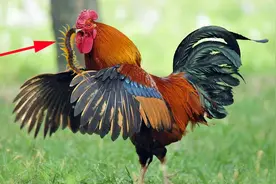 为何身为五毒之一的蜈蚣，毒不死公鸡？你怕是不知道公鸡啥段位图片