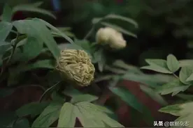 园方回应网传洛阳绿牡丹10万一株：品种珍稀不好养，但没这么夸张图片