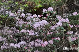 枯鲁杜鹃全世界仅有一株？不！四川甘孜还发现零星小种群图片