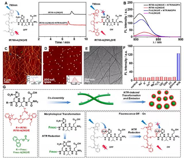 南开余志林JACS一种新型氨基酸多肽的乏氧响应组装及肿瘤荧光成像
