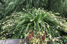 吊兰养出新花样，垂藤多如麻，如天女散花，还能养成独杆老桩子图片
