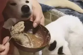 不拴绳，坐凳，女子带狗就餐，还用餐厅的餐具喂狗吃饭……你怎么看？图片